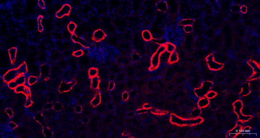 Goat Anti-Rabbit IgG H&L Secondary Antibody-AF594