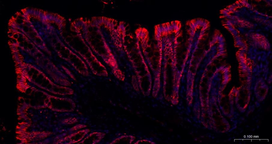 Goat Anti-Rabbit IgG H&L Secondary Antibody-AF594