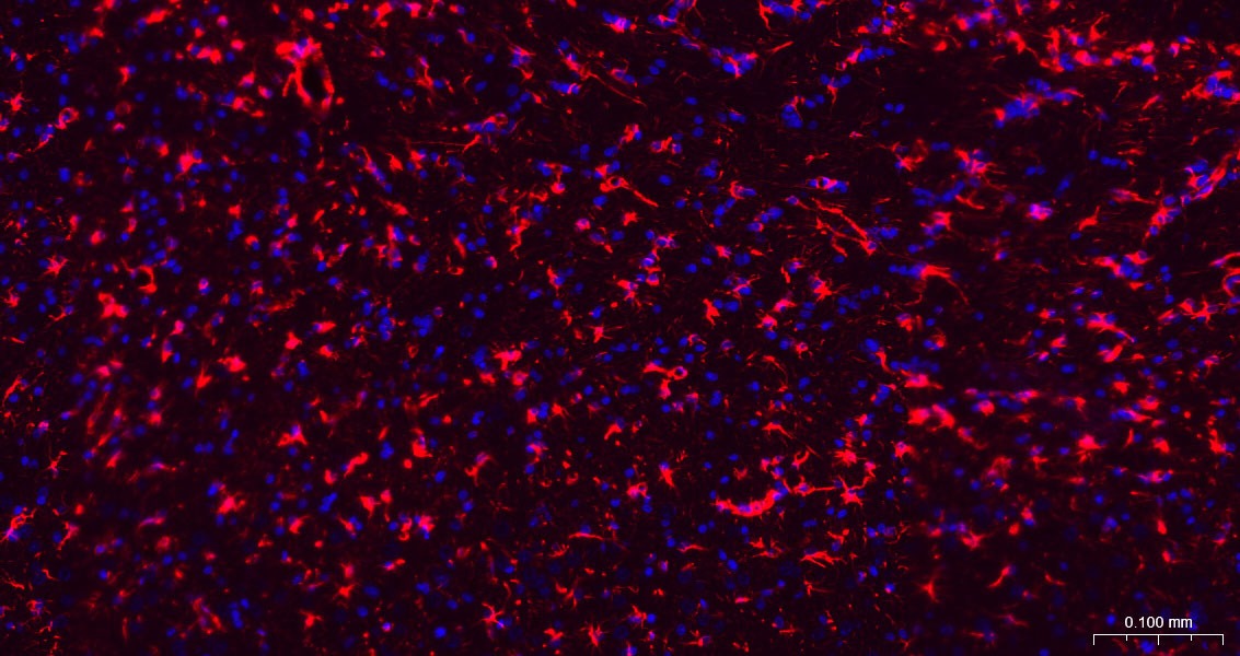 Goat Anti-Mouse IgG H&L Secondary Antibody-AF594