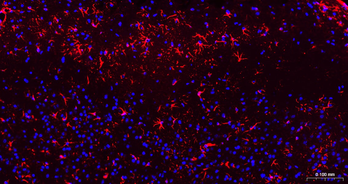 Goat Anti-Mouse IgG H&L Secondary Antibody-AF594