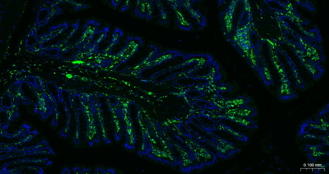 AffiniPure F(ab')2 Fragment Goat Anti-Rabbit IgG (H+L) Secondary Antibody-AF488