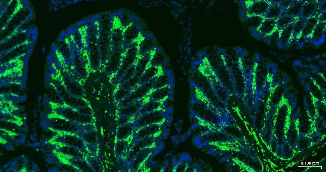 F(ab')₂ Fragment Goat Anti-rabbit IgG H&L Secondary Antibody-FITC
