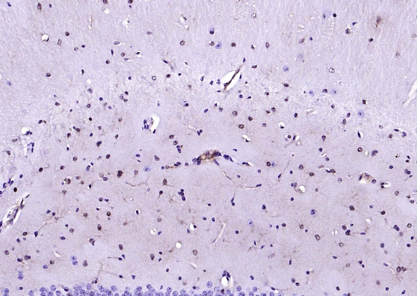 F(ab')₂ Fragment Goat Anti-Mouse IgG H&L Secondary Antibody-Biotin