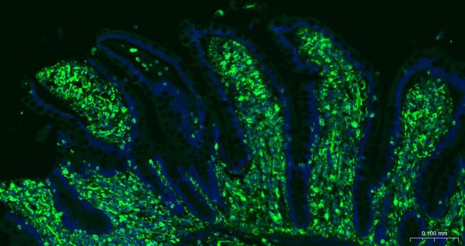 F(ab')₂ Fragment Goat Anti-rabbit IgG H&L Secondary Antibody-FITC