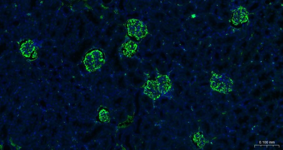 F(ab')₂ Fragment Goat Anti-rabbit IgG H&L Secondary Antibody-FITC