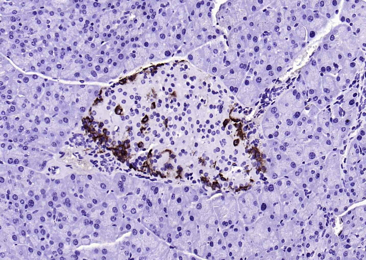 F(ab')₂ Fragment Goat Anti-Mouse IgG H&L Secondary Antibody-Biotin