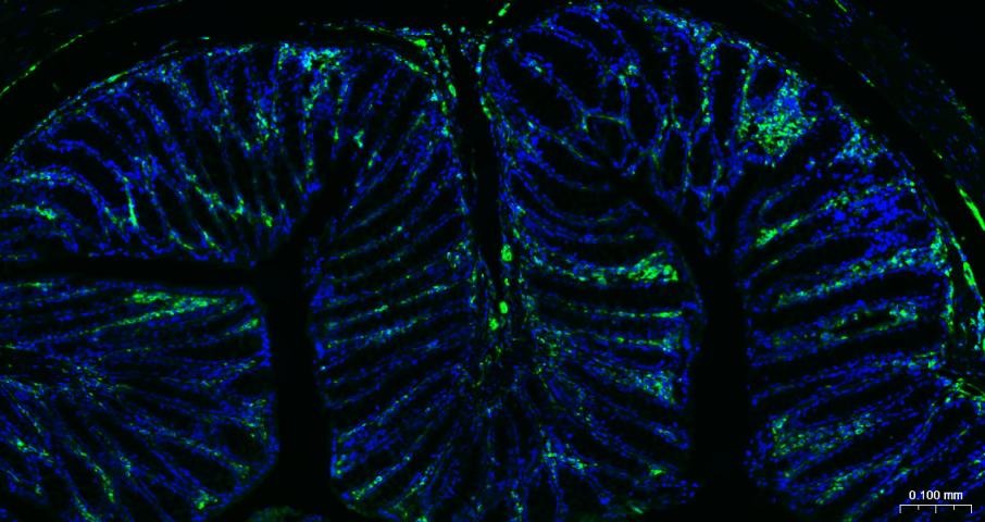 AffiniPure F(ab')2 Fragment Goat Anti-Rabbit IgG (H+L) Secondary Antibody-AF488