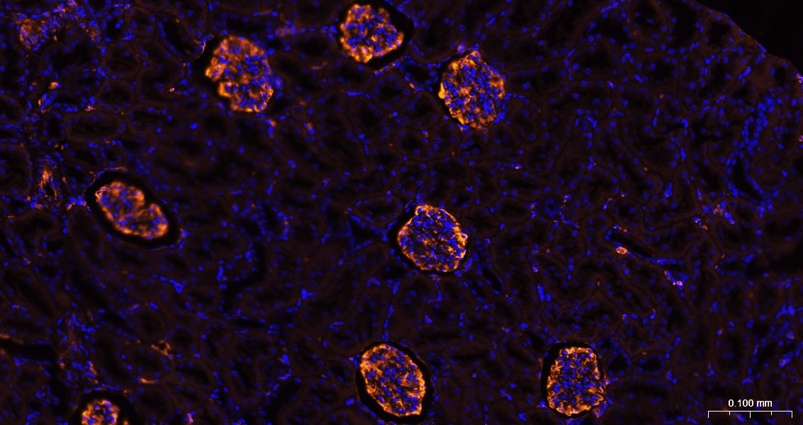 Donkey Anti-Rabbit IgG H&L Secondary Antibody-AF555