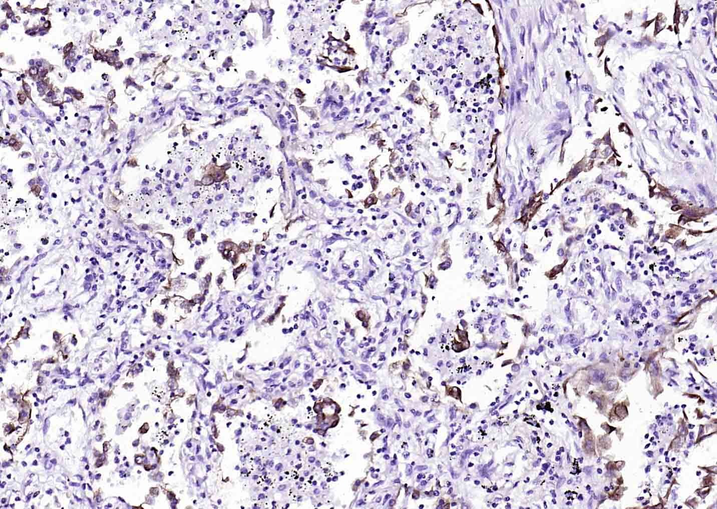 F(ab')₂ Fragment Goat Anti-Mouse IgG H&L Secondary Antibody-Biotin