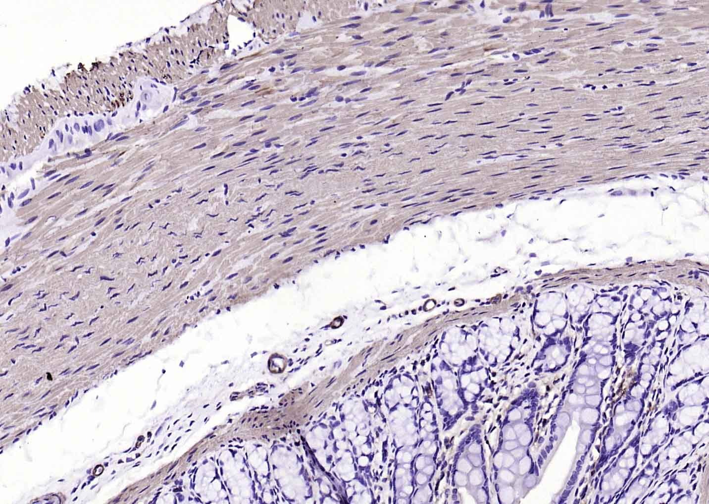 F(ab')₂ Fragment Goat Anti-Mouse IgG H&L Secondary Antibody-Biotin