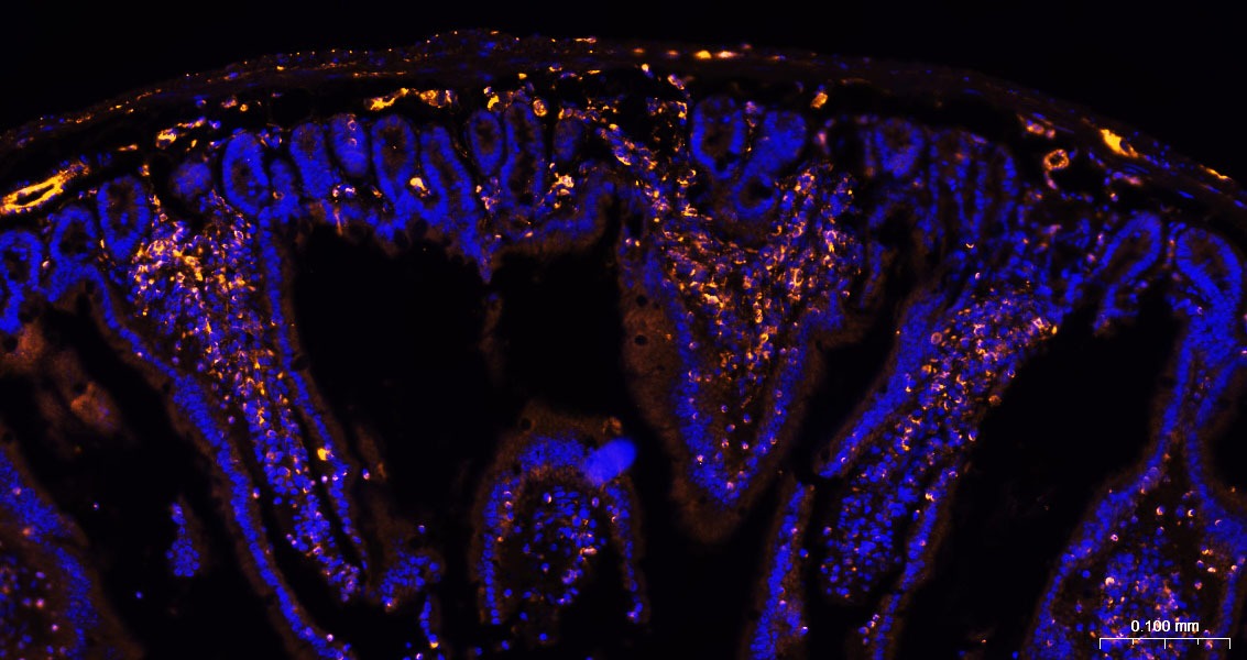 Donkey Anti-Rabbit IgG H&L Secondary Antibody-AF555