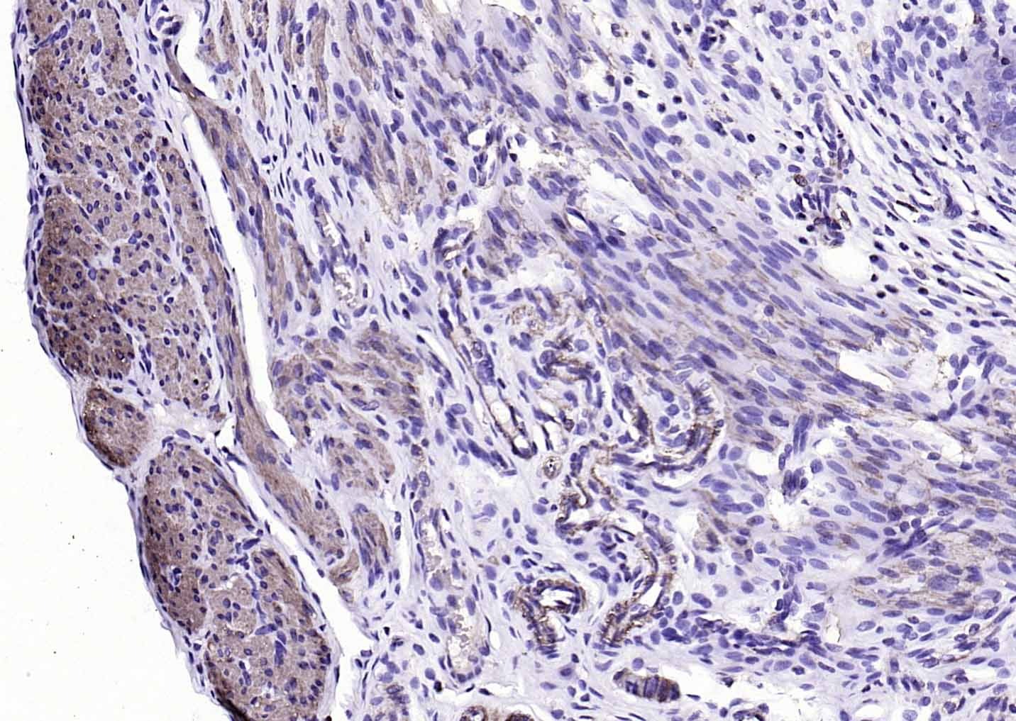 F(ab')₂ Fragment Goat Anti-Mouse IgG H&L Secondary Antibody-Biotin