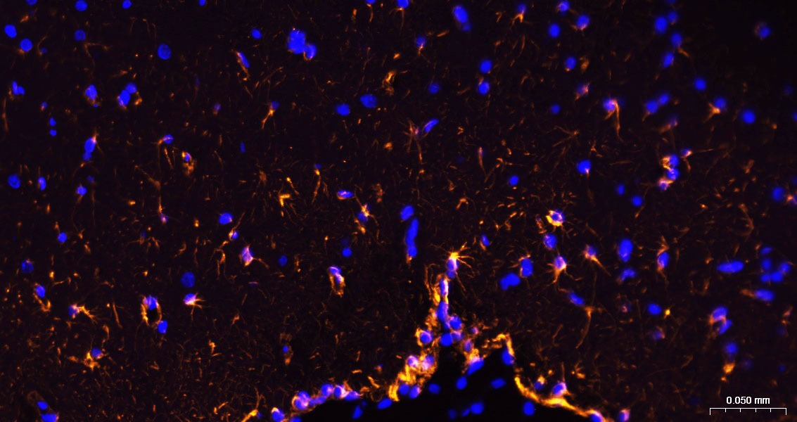 Goat Anti-Rabbit IgG H&L Secondary Antibody-AF555