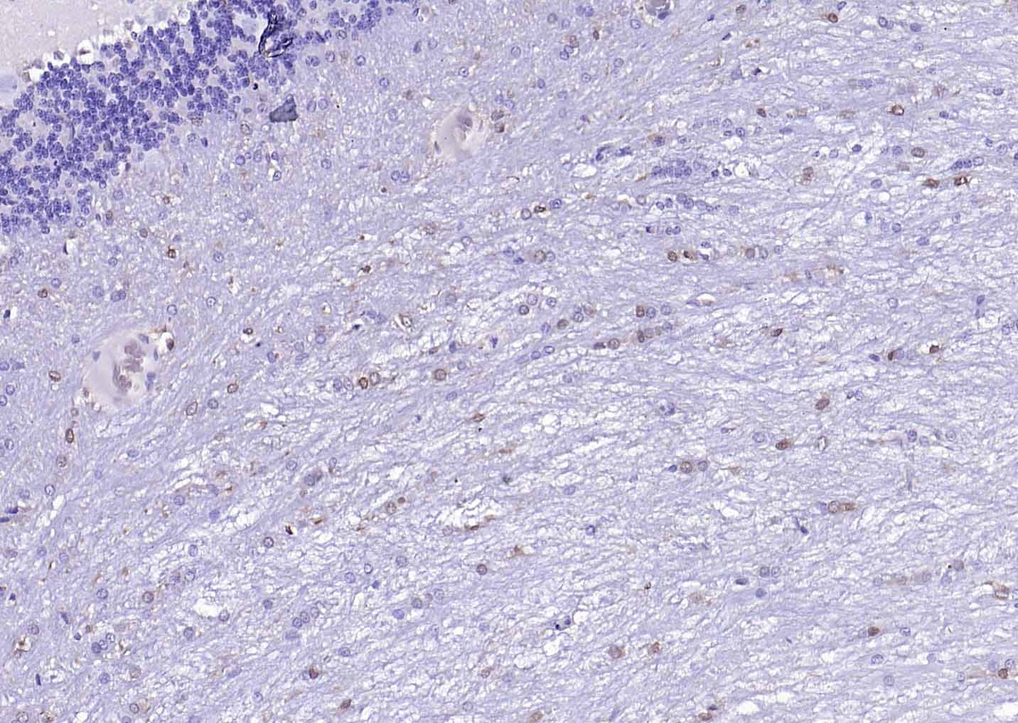 F(ab')₂ Fragment Goat Anti-Mouse IgG H&L Secondary Antibody-HRP