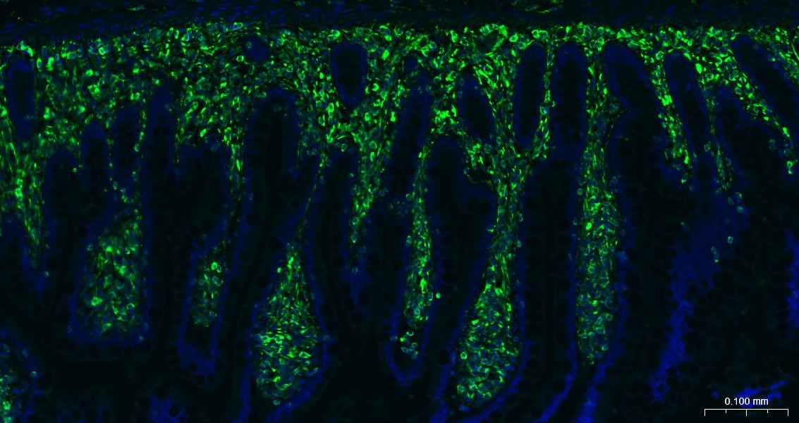 AffiniPure F(ab')₂ Fragment Goat Anti-Mouse IgG (H+L) Secondary Antibody-AF488