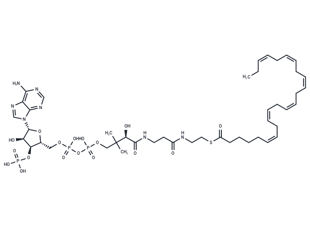 (6Z,9Z,12Z,15Z,18Z,21Z)-Tetracosahexaenoyl-CoA