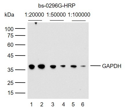 Goat Anti-Mouse IgG H&L Secondary Antibody-HRP