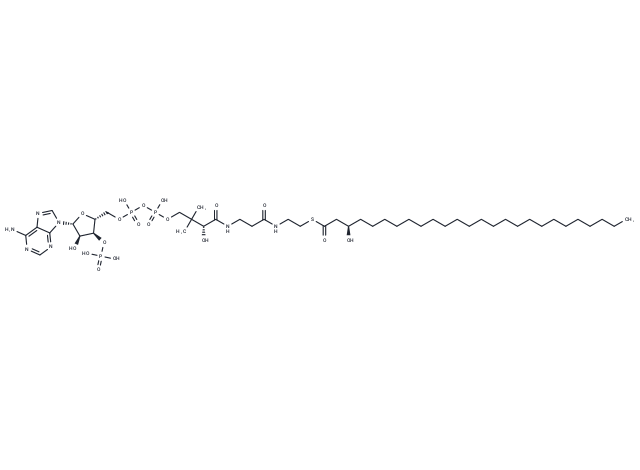 (R)-3-Hydroxycerotoyl-CoA