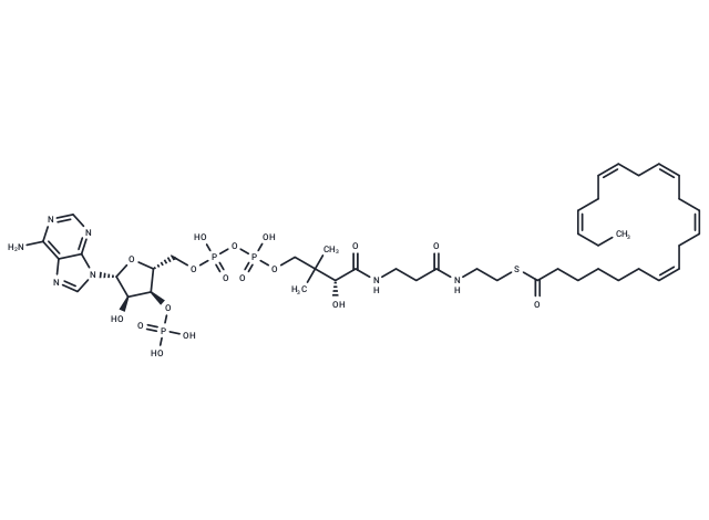 (7Z,10Z,13Z,16Z,19Z)-Docosapentaenoyl-CoA