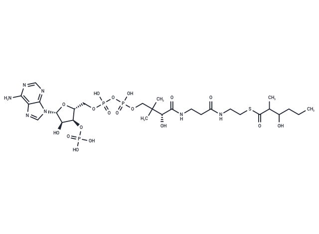 3-Hydroxy-2-methylhexanoyl-CoA