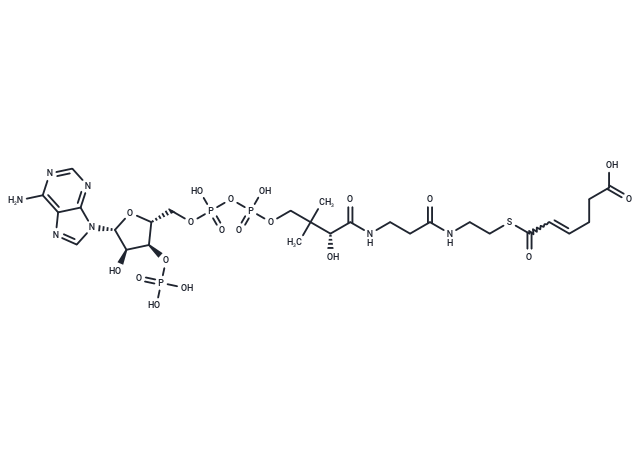 (Z)-2,3-Dehydroadipoyl-CoA