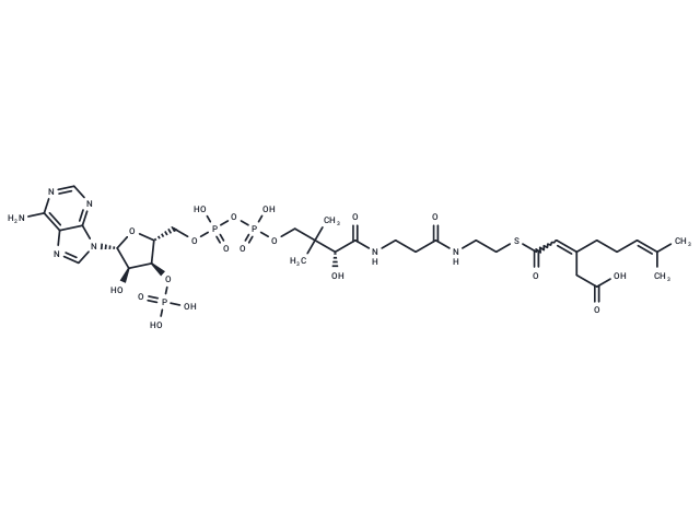 3-(4-Methylpent-3-en-1-yl)pent-2-enedioyl-CoA
