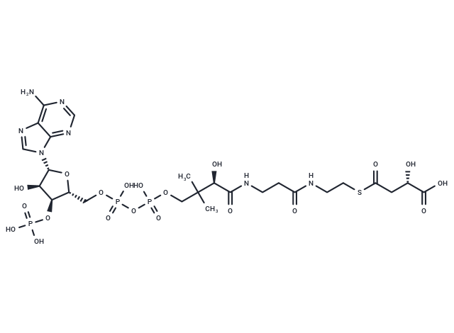 (3S)-3-Carboxy-3-hydroxypropanoyl-CoA