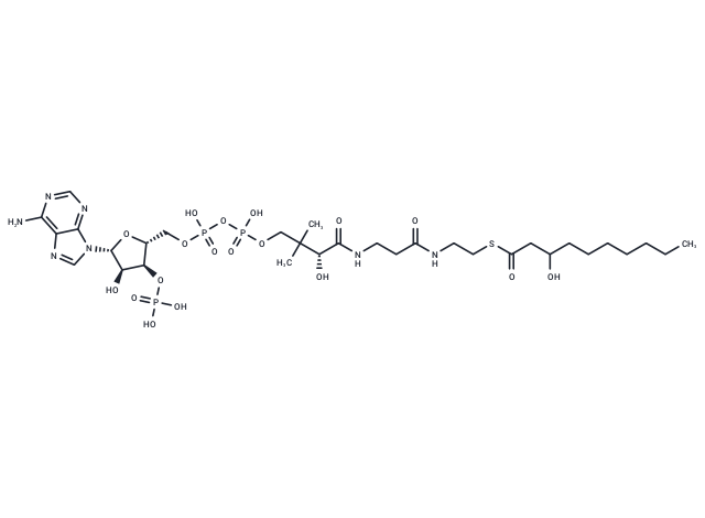 β-Hydroxydecanoyl-CoA