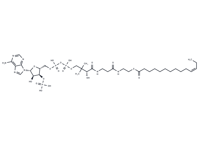 11Z-Tetradecenoyl-CoA
