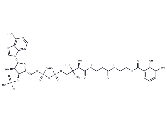 2,3-Dihydroxy-2,3-dihydrobenzoyl-CoA
