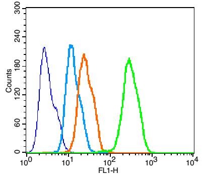 Anti-ADIPOR2 Polyclonal Antibody