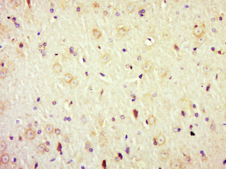 Anti-ADRA2A-VLP Polyclonal Antibody