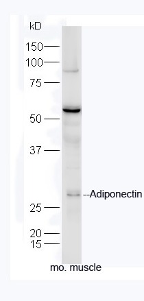 Anti-Adiponectin Polyclonal Antibody