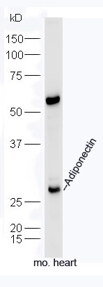 Anti-Adiponectin Polyclonal Antibody