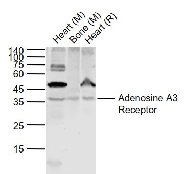 Anti-A3AR Polyclonal Antibody