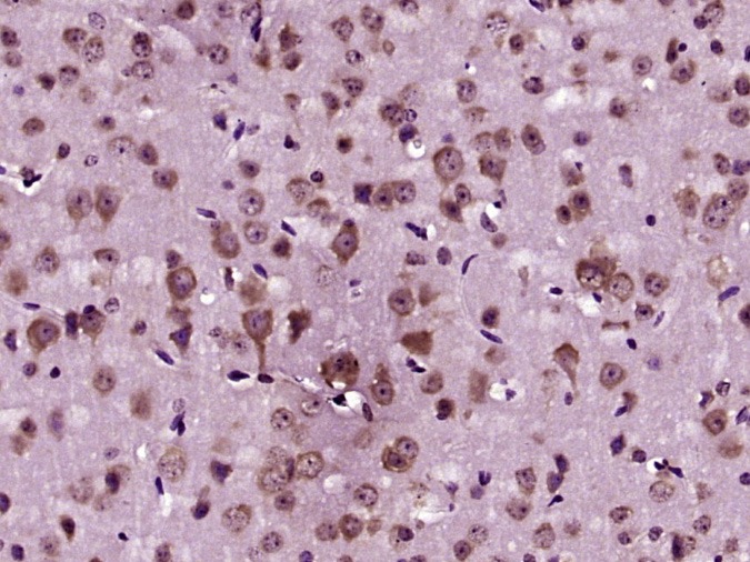 Anti-AANAT Polyclonal Antibody