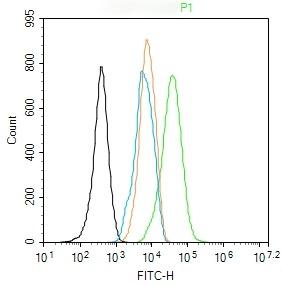 Anti-ACTA2 Polyclonal Antibody