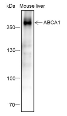 Anti-ABCA1 Antibody (8N365)