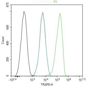 Anti-ACP5 Polyclonal Antibody 2