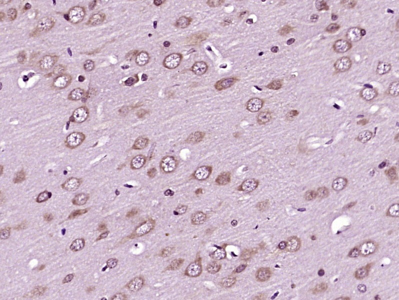 Anti-AANAT Polyclonal Antibody