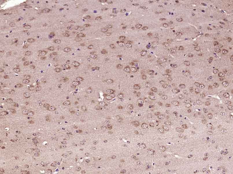 Anti-5HT4 Receptor Polyclonal Antibody