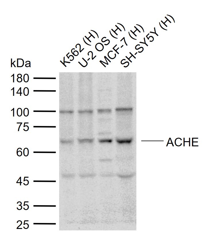 Anti-Acetylcholinesterase Polyclonal Antibody