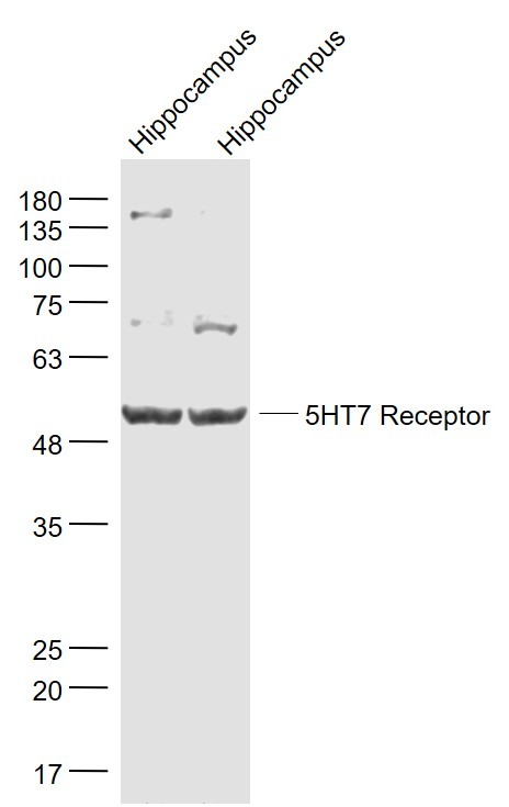 Anti-5HT7 Receptor Polyclonal Antibody