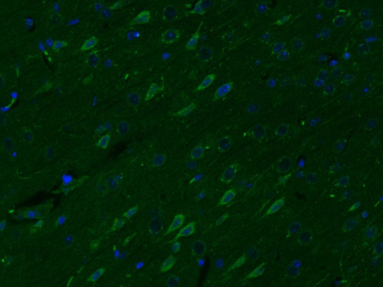 Anti-5HT4 Receptor Polyclonal Antibody