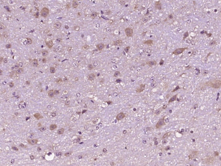 Anti-5HT2C Receptor Polyclonal Antibody