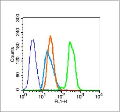 Anti-Acetyl-Histone H3 (Lys9) Polyclonal Antibody