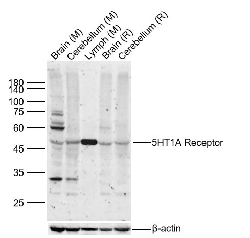 Anti-5HT1A Receptor Polyclonal Antibody