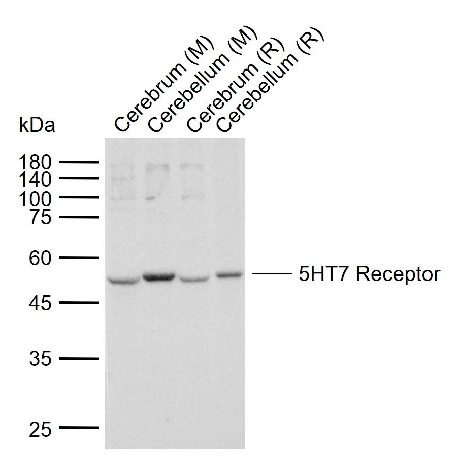 Anti-5HT7 Receptor Polyclonal Antibody