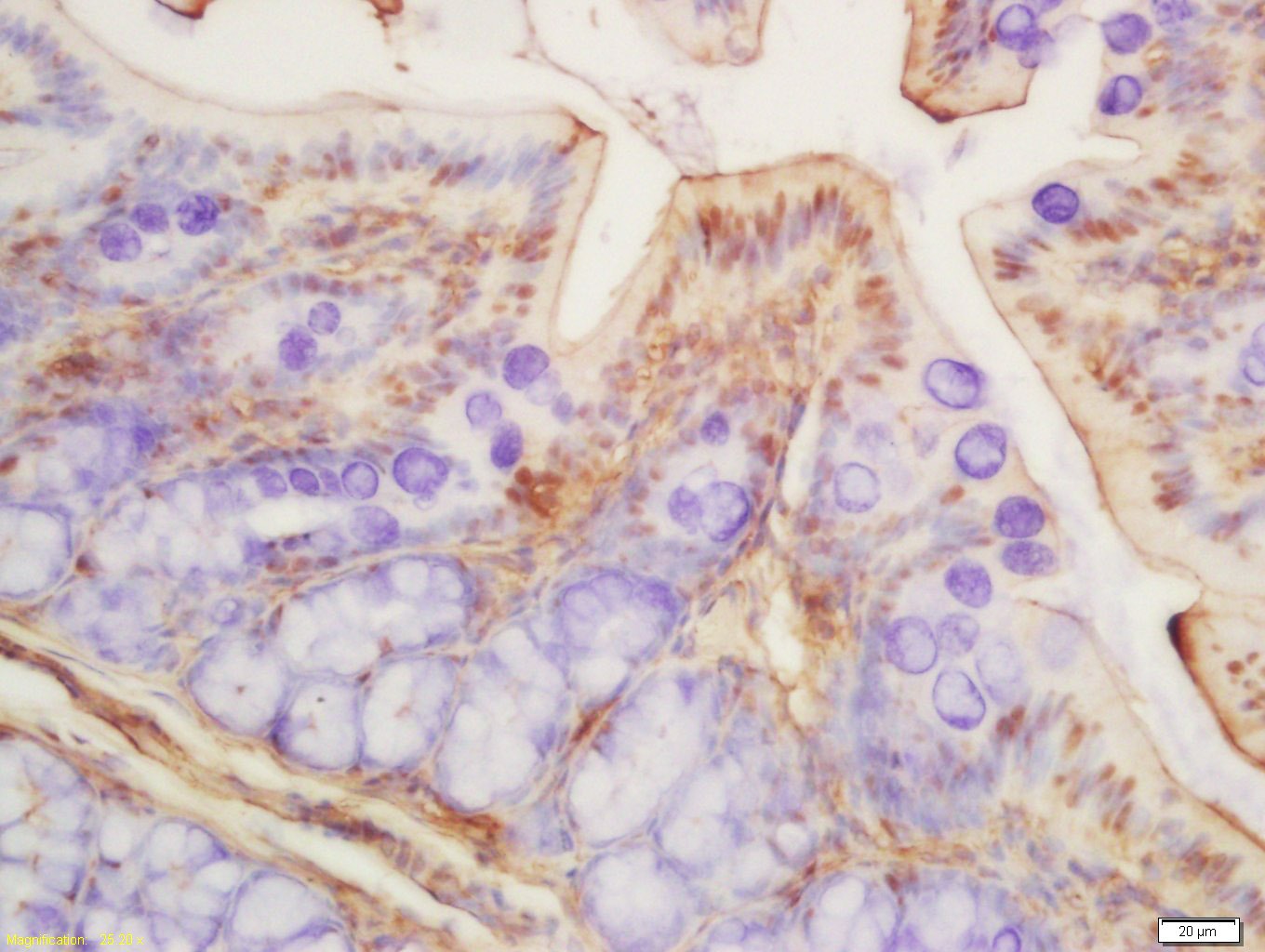 Anti-Acetyl-Histone H3 (Lys9) Polyclonal Antibody