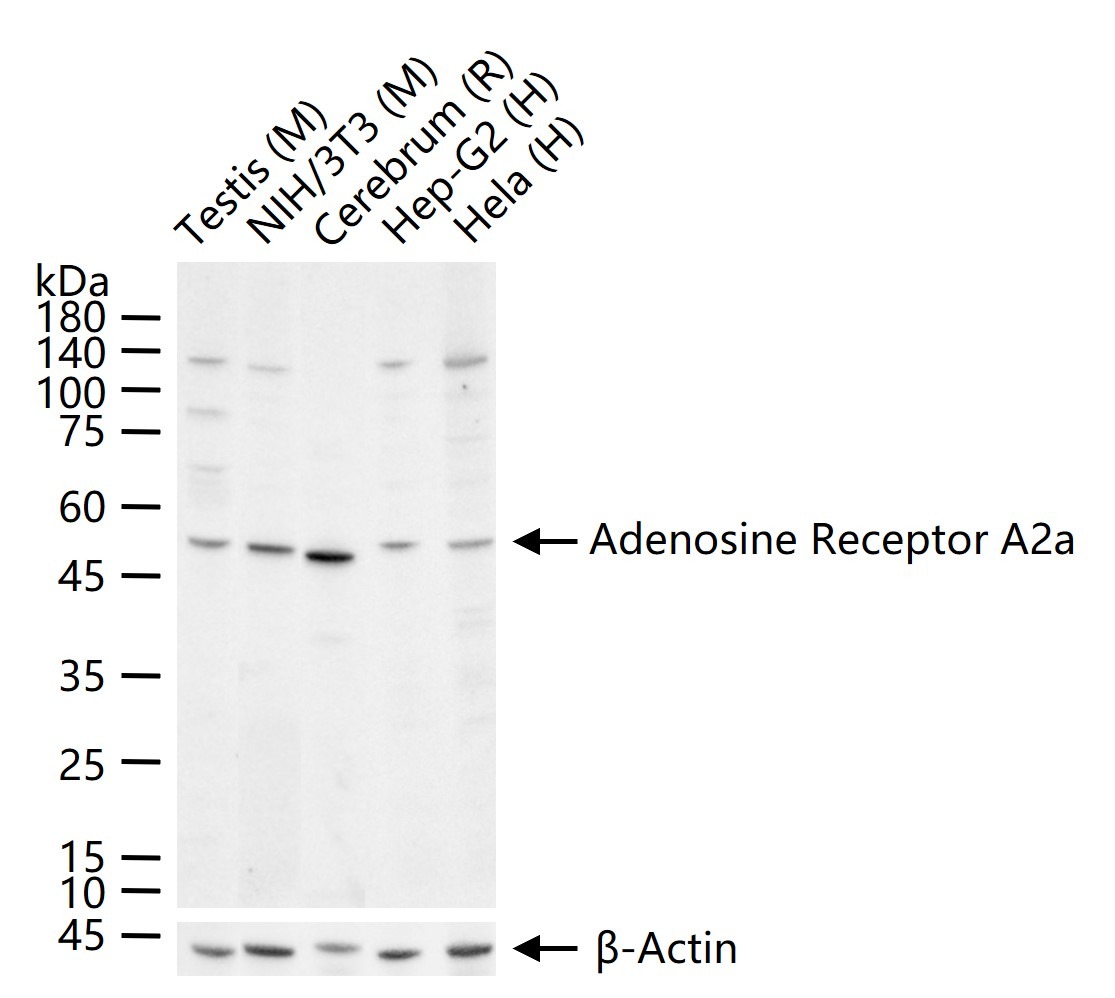 Anti-A2AR Polyclonal Antibody
